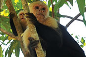 Parque Nacional Manuel Antonio